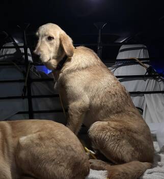 Labrador Retriever and Mixed Breed Dogs Available for Adoption - Babando / Mackie | PetCurious