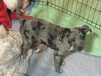 Mixed Breed Dogs Available for Adoption in Kenosha, Wisconsin - Palette | PetCurious