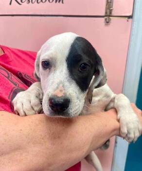 Honeydew -  Border Collie and Pointer Dog for Adoption in Fayetteville, Arkansas - Honeydew | PetCurious