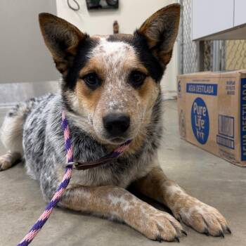 Australian Cattle Dog Blue Heeler and Border Collie Dogs Available for Adoption - Curly | PetCurious