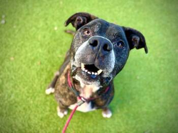 Mastiff and Mixed Breed Dogs Available for Adoption in Orlando, Florida - BARNEY | PetCurious