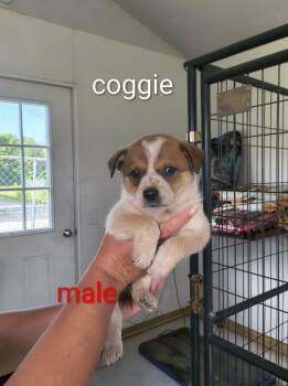Coggie -  Shepherd Dog for Adoption in Stover, Missouri - Coggie | PetCurious