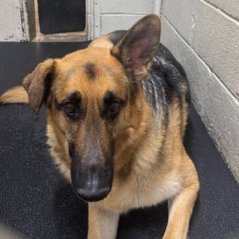 German Shepherd Dog Dogs Available for Adoption in Madisonville, Kentucky - Sage | PetCurious