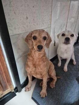 PIKAN -  Poodle Dog for Adoption in Agoura Hills, California - PIKAN | PetCurious