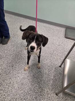 Terrier Dogs Available for Adoption in Athens, Tennessee - Hype | PetCurious