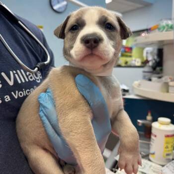Dr. Pepper -  Pit Bull Terrier Dog for Adoption in Las Vegas, Nevada - Dr. Pepper | PetCurious