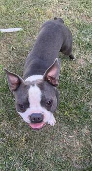 Cupcake -  Boston Terrier Dog for Adoption in Oakdale, California - Cupcake | PetCurious