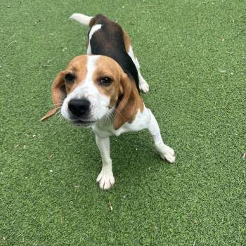 Langley -  Beagle Dog for Adoption in Sunrise, Florida - Langley | PetCurious