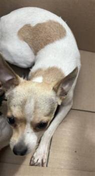 DUNN -  Mixed Breed Dog for Adoption in Dallas, Texas - DUNN | PetCurious
