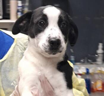 Cattle Dog Dogs Available for Adoption in Hollister, Missouri - Lolly | PetCurious