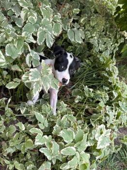 Rudy -  Terrier and Beagle Dog for Adoption in West Peoria, Illinois - Rudy | PetCurious