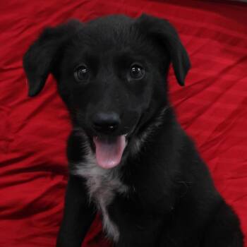 Tux D12542 -  Black Labrador Retriever and German Shepherd Dog Dog for Adoption - Tux D12542 | PetCurious