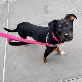 Boxer Dogs Available for Adoption - Juno | PetCurious