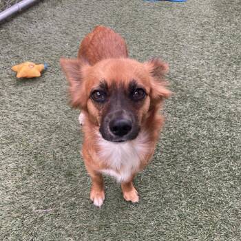 Wilma -  Spaniel and Mixed Breed Dog for Adoption in Long Beach, California - Wilma | PetCurious