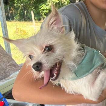 Dale -  Maltese and Mixed Breed Dog for Adoption in Helena, Alabama - Dale | PetCurious