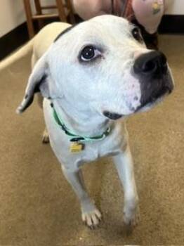Woody -  Pit Bull Terrier Dog for Adoption in Cleveland, Ohio - Woody | PetCurious