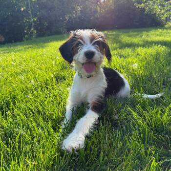 Monopoly D69841 -  Cavalier King Charles Spaniel and Mixed Breed Dog for Adoption in Minnetonka, Minnesota - Monopoly D69841 | PetCurious