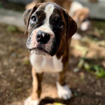Diana -  Boxer Dog for Adoption in Woodinville, Washington - Diana | PetCurious