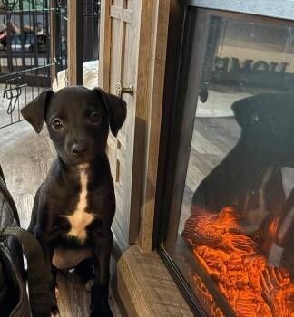 Chihuahua and Retriever Dogs Available for Adoption - Molly Mae | PetCurious