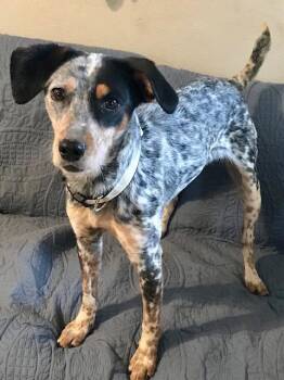 Lilly -  Cattle Dog Dog for Adoption in Honeoye Falls, New York - Lilly | PetCurious