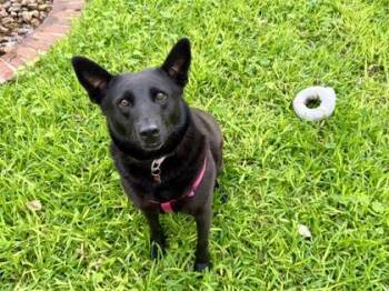 Australian Cattle Dog Blue Heeler and Mixed Breed Dogs Available for Adoption in San Antonio, Texas - Nova | PetCurious