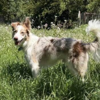 Border Collie and Australian Shepherd Dogs Available for Adoption in Larkfield-wikiup, California - Charlie | PetCurious