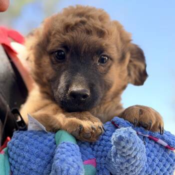 Mr. Handsome Parker -  Dachshund Dog for Adoption in Ridgefield, Washington - Mr. Handsome Parker | PetCurious