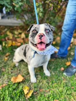 Rescue English Bulldog and Mixed Breed Dogs for Adoption in Effingham, Illinois - Butterball | PetCurious