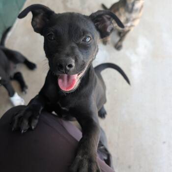 Black Labrador Retriever Dogs Available for Adoption in Bella Vista, Arkansas - Stella | PetCurious