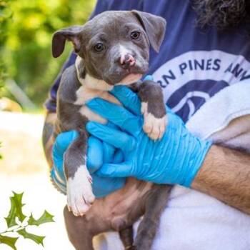 Faye -  Mixed Breed Dog for Adoption in West Chester, Pennsylvania - Faye | PetCurious