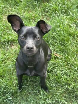 Labrador Retriever Dogs Available for Adoption in Lisbon, Iowa - Willa | PetCurious