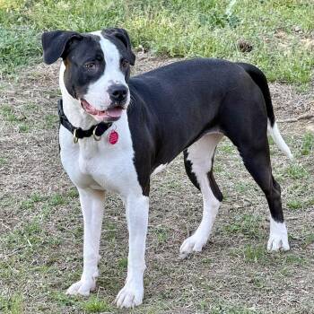 Pit Bull Terrier Dogs Available for Adoption in Columbia, South Carolina - Laney | PetCurious