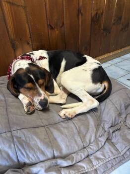 Howie -  Hound and Mixed Breed Dog for Adoption in Cortland, New York - Howie | PetCurious