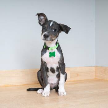 Puddles D69873 -  Terrier and Mixed Breed Dog for Adoption in Minnetonka, Minnesota - Puddles D69873 | PetCurious