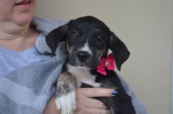 Brazos -  Labrador Retriever and American Staffordshire Terrier Dog for Adoption in Mckinney, Texas - Brazos | PetCurious