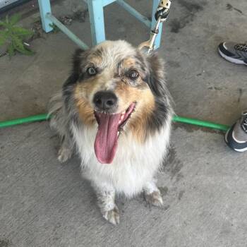 Babe -  Australian Shepherd Dog for Adoption in Crookston, Minnesota - Babe | PetCurious
