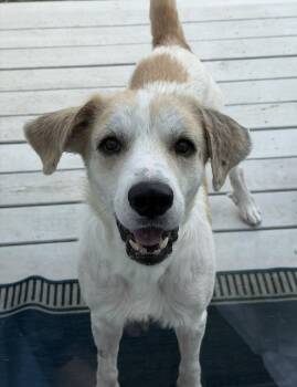 Gus -  English Setter and Great Pyrenees Dog for Adoption in Plainfield, Illinois - Gus | PetCurious