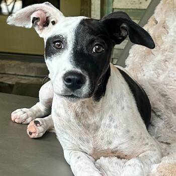 Lucy -  Labrador Retriever Dog for Adoption in Water Valley, Mississippi - Lucy | PetCurious