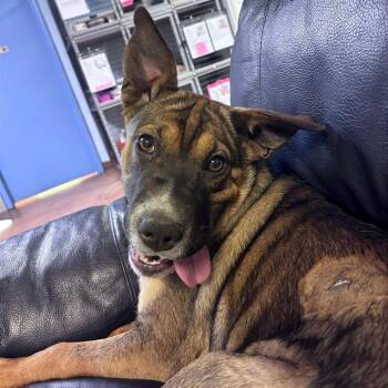 Cattle Dog and Australian Shepherd Dogs Available for Adoption in Clarksville, Arkansas - Sasha | PetCurious