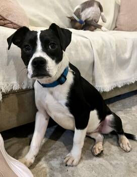 Oreo -  American Staffordshire Terrier and Labrador Retriever Dog for Adoption in Brierfield, Alabama - Oreo | PetCurious