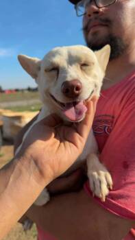 Kiwi -  Chihuahua Dog for Adoption - Kiwi | PetCurious