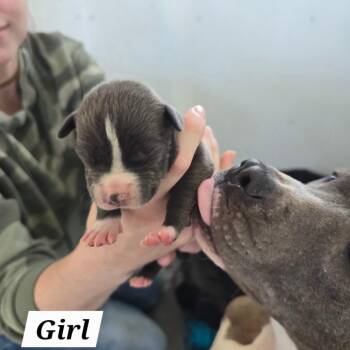 Mixed Breed Dogs Available for Adoption in Hinesville, Georgia - Merry | PetCurious