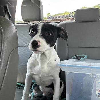 Jack -  Mixed Breed Dog for Adoption in Manchester, Tennessee - Jack | PetCurious