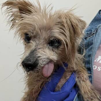 Henry Greenberg -  Yorkshire Terrier Dog for Adoption in Houston, Texas - Henry Greenberg | PetCurious