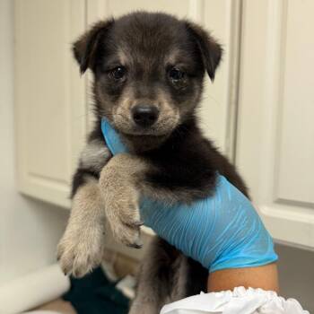 Moquito -  Shepherd Dog for Adoption in Edinburg, Texas - Moquito | PetCurious