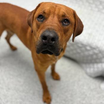 Mastiff and Mixed Breed Dogs Available for Adoption in Monticello, Iowa - Rusty | PetCurious