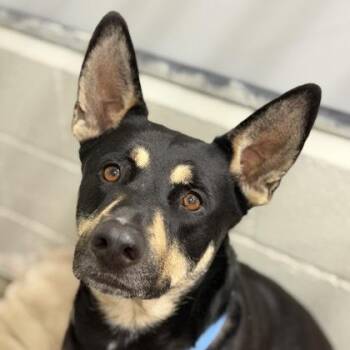 German Shepherd Dog Dogs Available for Adoption - Pina | PetCurious