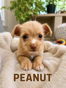 Peanut -  Terrier Dog for Adoption in Lucas, Texas - Peanut | PetCurious