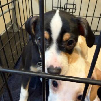 Chihuahua and Jack Russell Terrier Dogs Available for Adoption - Jellybean | PetCurious