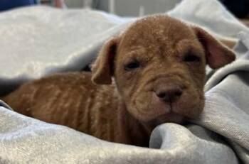 Labrador Retriever and Mixed Breed Dogs Available for Adoption in West Memphis, Arkansas - Inez | PetCurious